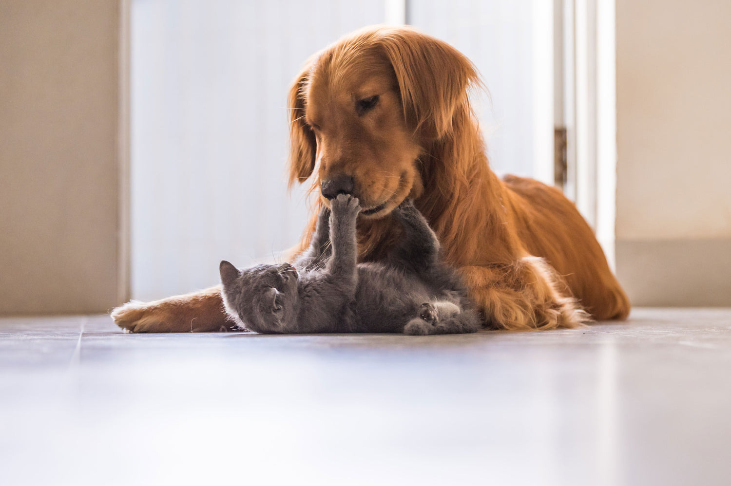 Pets